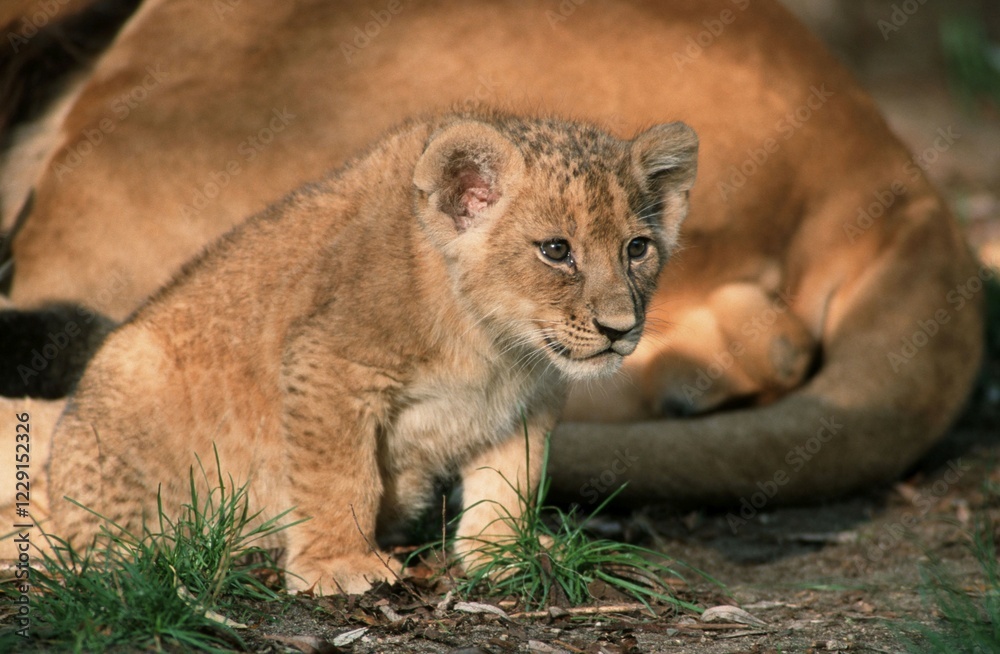 Obraz premium African Lion, cub (Panthera leo)
