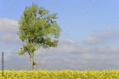 Poplar (Populus), solitary tree with mistletoes (Viscum L.) (Viscum L.) (Viscum L.) on flowering rape (Brassica napus), North Rhine-Westphalia, Germany, Europe photo