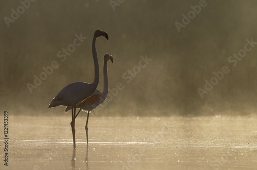 Greater Flamingo (Phoenicopterus roseus), pair at a cold and misty morning at the Laguna de Fuente de Piedra, Malaga province province, Andalusia, Spain, Europe photo