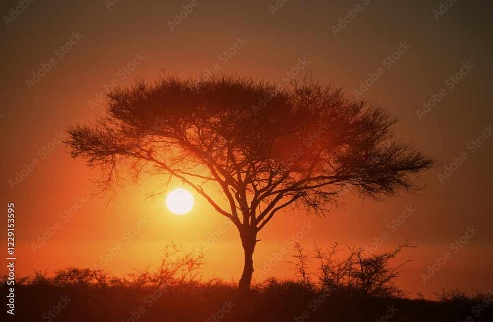 Fototapeta premium Umbrella-thorn Acacia at sunrise, Etosha national park, Namibia (Acacia tortilis)