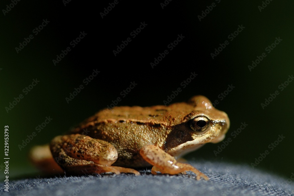 Fototapeta premium Young common frog (Rana temporaria) - Germany, Europe.
