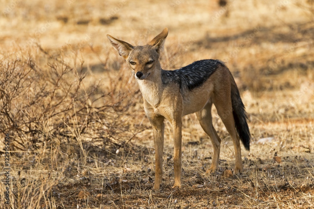 Fototapeta premium Black-backed jackal (Canis mesomelas), Samburu National Reserve, Kenya, Africa
