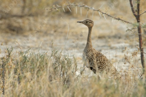 Red-crested korhaan (Lophotis ruficrista), Etosha National Park, Namibia, Africa photo