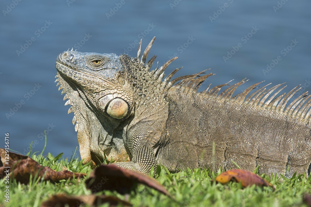 Green Iguana (Iguana iguana) by water, Limón Province, Costa Rica, Central America Green Iguana (Iguana iguana) by water, Limón Province, Costa Rica, Central America