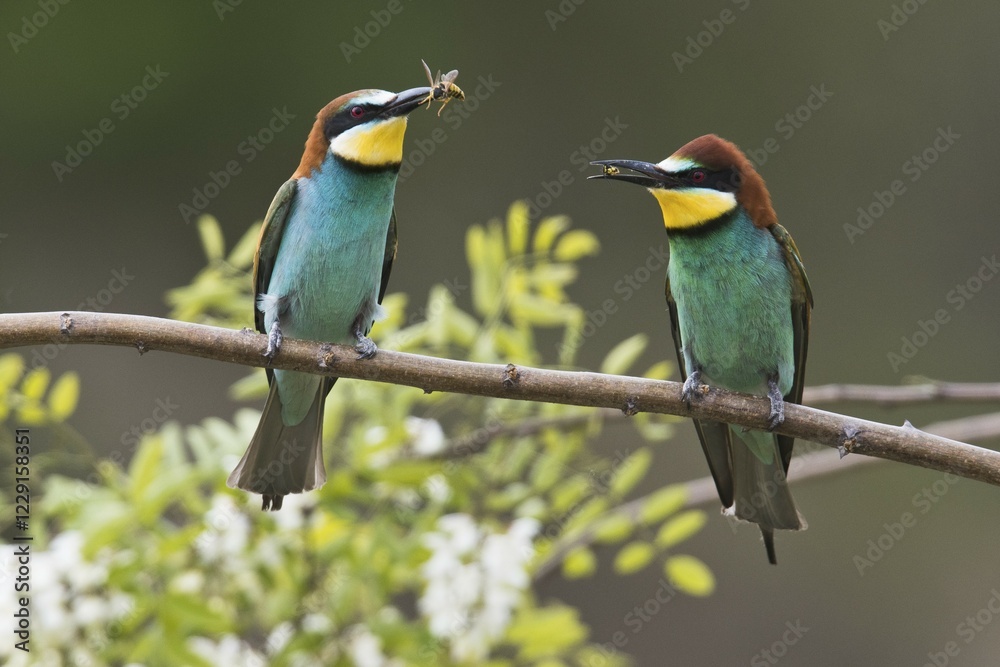 Fototapeta premium Bee-eaters (Apis mellifera), loot, Rhineland-Palatinate, Germany, Europe