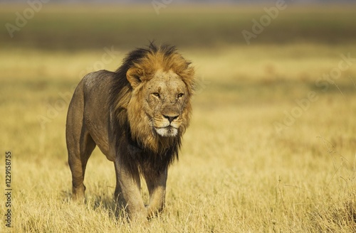 Lion (Panthera leo), older male, walking, Savuti, Chobe National Park, Botswana, Africa photo