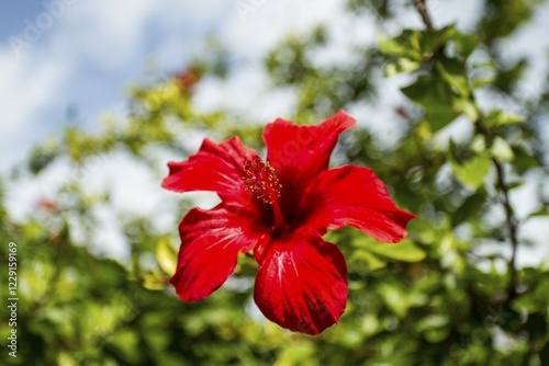 Flowering Hibiscus or Mallow (Hibiscus), Turkey, Asia photo