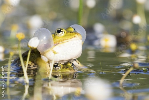 Edible frogs (Pelophylax esculentus) in water, mating, vocal sac, white water-crowfoot (Ranunculus aquatilis), Hesse, Germany, Europe photo