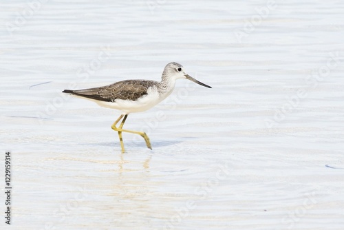 Common Greenshank (Tringa nebularia) runs in water, Praslin, Seychelles, Africa photo