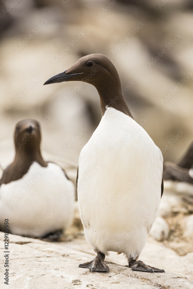 Fototapeta premium Common Guillemots (Uria aalge), Farne Islands, Northumberland, England, United Kingdom, Europe