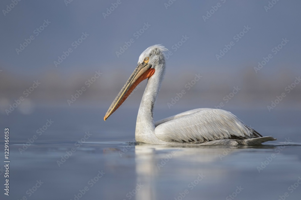 Dalmatian Pelican (Pelecanus crispus), swimming on water, Kerkini lake, Macedonia, Greece, Europe Dalmatian Pelican (Pelecanus crispus), swimming on water, Kerkini lake, Macedonia, Greece, Europe