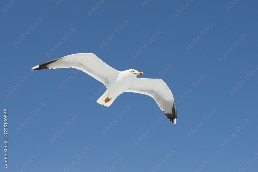 European herring gull (Larus argentatus) in flight in front of blue sky, Bonifacio, Corsica, France, Europe European herring gull (Larus argentatus) in flight in front of blue sky, Bonifacio, Corsica, France, Europe