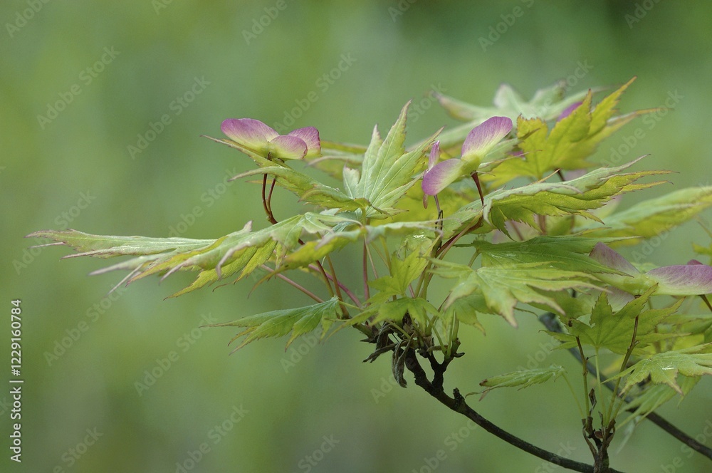 Japanese Maple (Acer palmatum) Japanese Maple (Acer palmatum)