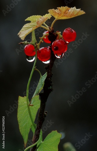 Red Currant berries, Austria / (Ribes rubrum)