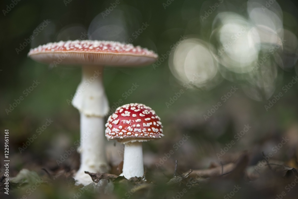 Fototapeta premium Fly agarics (Amanita muscaria), Emsland, Lower Saxony, Germany, Europe