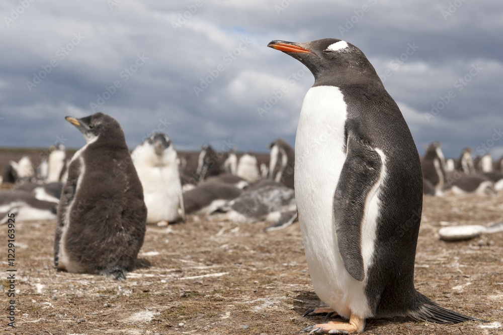 Naklejka premium Gentoo penguins (Pygoscelis papua), Volunteer Point, East Falkland, Falkland Islands, South America