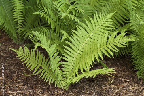 Ostrich fern, fiddlehead ferns or shuttlecock fern (Matteuccia struthiopteris), prevalent in Europe