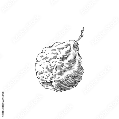 Bergamot fruit engraved sketch vector icon, hand drawn fresh ripe Kaffir lime, lemon one whole fruit, citrus tree plant