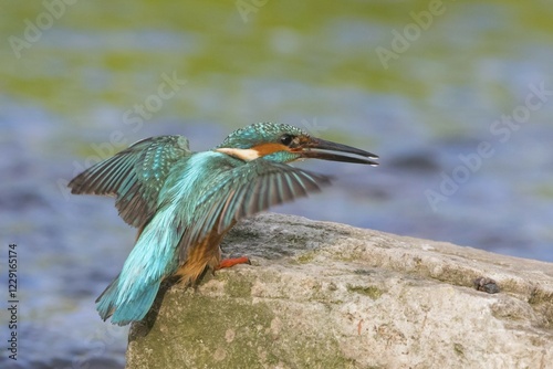 Common kingfisher (Alcedo atthis) landing on stone, Hesse, Germany, Europe photo