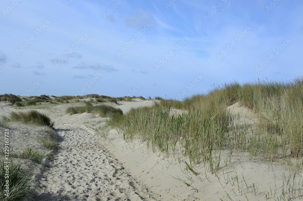 Dunes of De Hors, Texel, West Frisian Islands, Province of North Holland, The Netherlands, Europe Dunes of De Hors, Texel, West Frisian Islands, Province of North Holland, The Netherlands, Europe