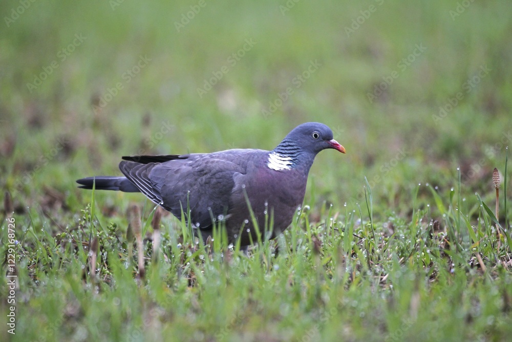 Wood Pigeon (Columba palumbus) foraging in a field, Allgäu, Bavaria, Germany, Europe Wood Pigeon (Columba palumbus) foraging in a field, Allgäu, Bavaria, Germany, Europe