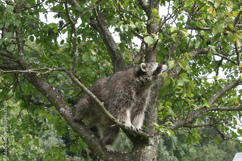Fototapeta premium Raccoon (Procyon lotor) in a plum tree, Mecklenburg-Western Pomerania, Germany, Europe