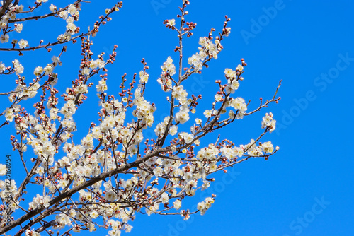 ウメの花