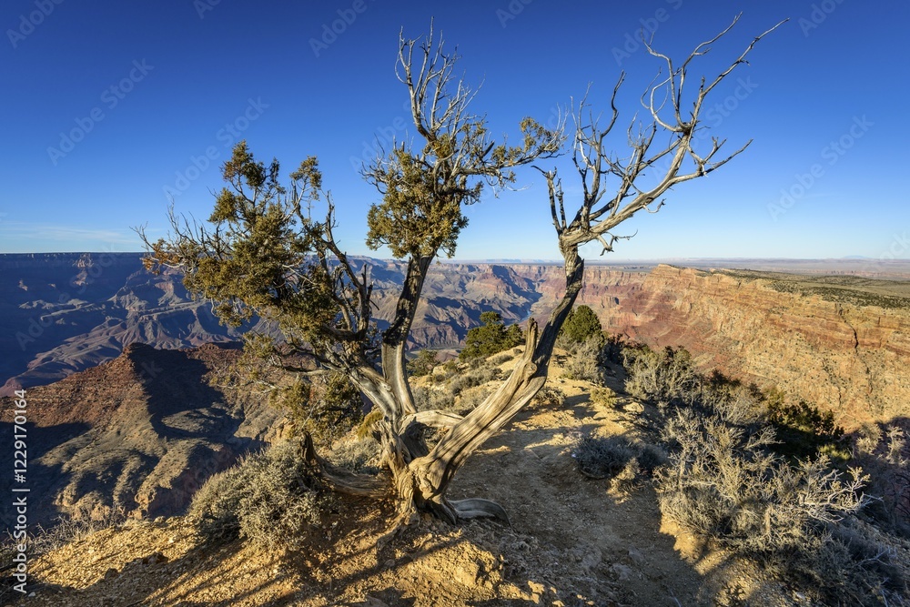 Fototapeta premium Knorriger tree in front of Grand Canyon, eroded rocky landscape, South Rim, Grand Canyon National Park, Arizona, USA, North America