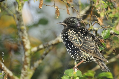 Starling (Sturnus vulgaris)