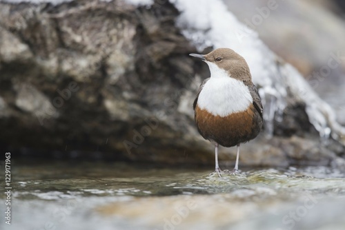 Fotografie White-throated Dipper (Cinclus cinclus) sits on stone in the mountain stream, St