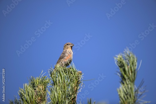 Common crossbill (Loxia curvirostra) sitting on Swiss stone pine in front of blue sky, Stubai Valley, Tyrol, Austria, Europe photo