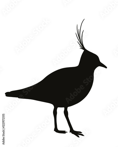 Northern lapwing (Vanellus vanellus), illustration black