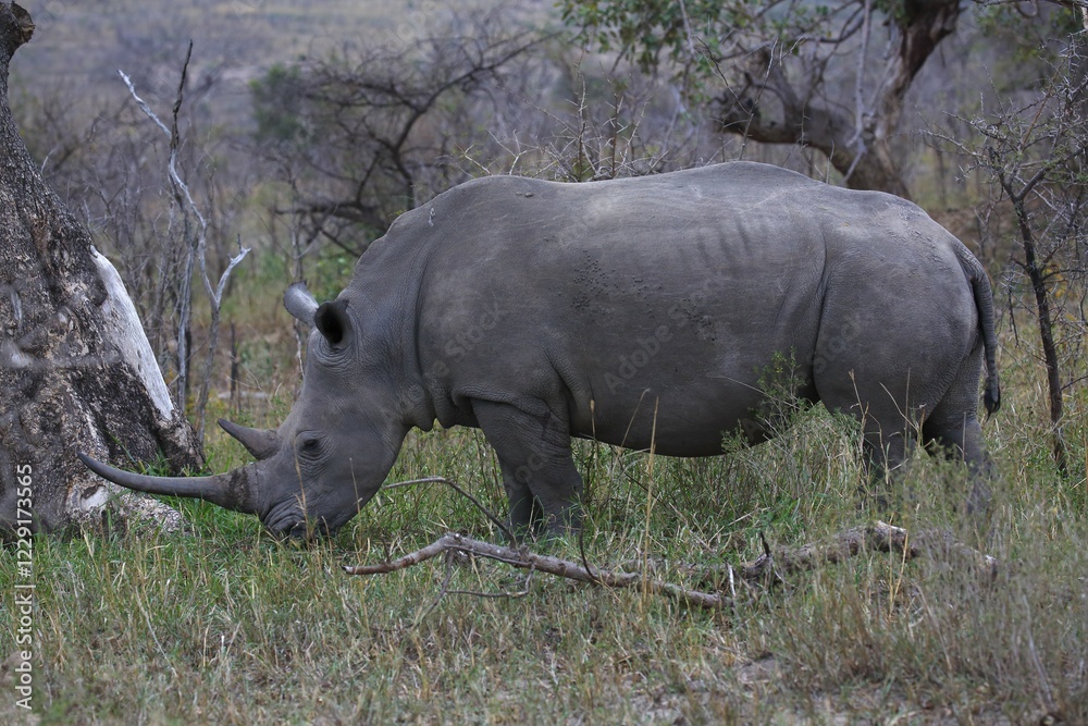 Fototapeta premium Black Rhinoceros (Diceros bicornis) feeding, Hluhluwe-Imfolozi National Park, Province of KwaZulu-Natal, South Africa, Africa