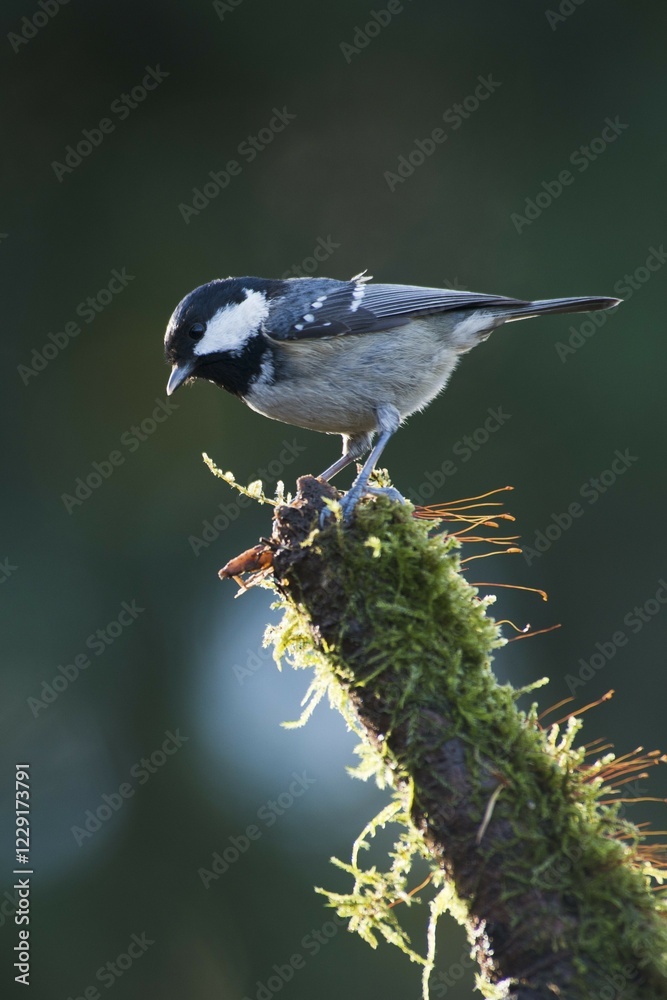 Obraz premium Coal tit (Parus ater), Emsland, Lower Saxony, Germany, Europe