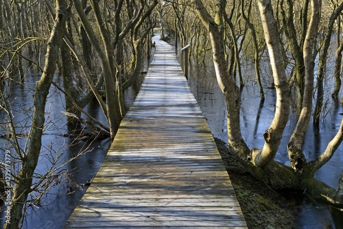 Photos Giant boardwalk surrounded by water and trees of the Bruchwald forest, Amrum, No