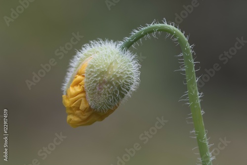 Welsh poppy (Meconopsis cambrica), burgeoning bud, Emsland, Lower Saxony, Germany, Europe photo