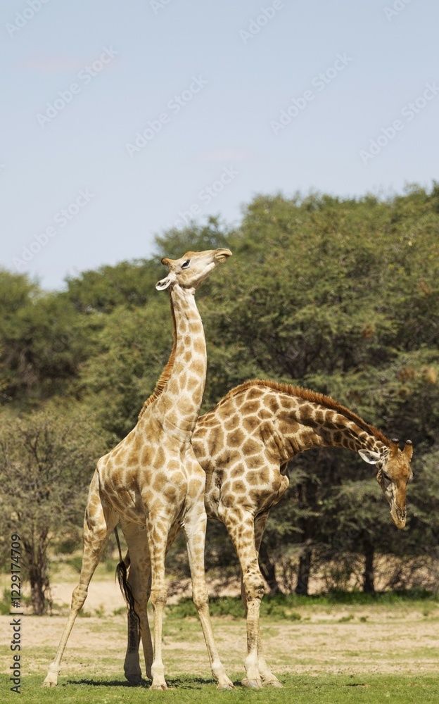 Obraz premium Two Southern Giraffes (Giraffa giraffa), fighting males, rainy season with green surroundings, Kalahari Desert, Kgalagadi Transfrontier Park, South Africa, Africa