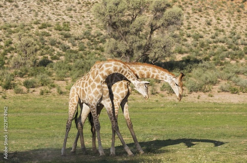 Two Southern Giraffes (Giraffa giraffa), fighting males, rainy season with green surroundings, Kalahari Desert, Kgalagadi Transfrontier Park, South Africa, Africa photo