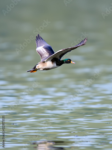 A harlequin duck flying above water. photo