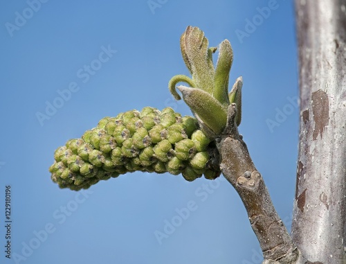 Walnut (Juglans regia) in bloom, walnut ament, Austria, Europe