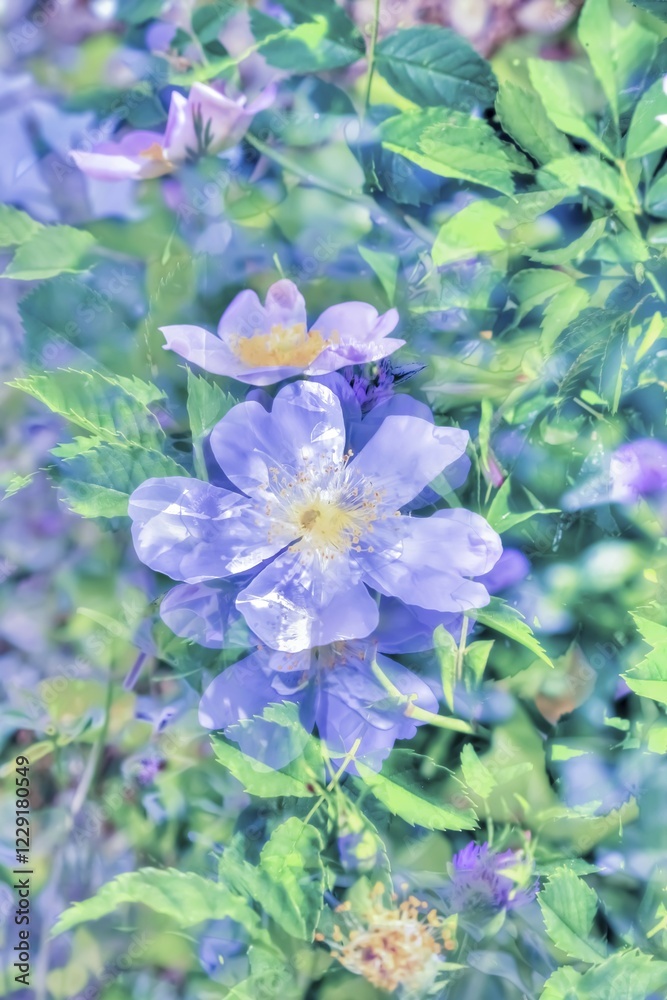 Dog rose (Rosa canina), dog rose, dog rose, heather rose, hagrose, oil painting, purple flowers creative, soft, milky, gentle, light, fragrant, artistic photograph, violet flowers alienated, plants, impressionistic art style, vivid spring atmosphere, allover, alienation, dense flower field, overlapping, glazing, soft colours, garden, bedding, plants, Germany, Europe