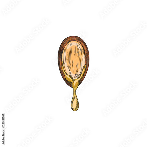 Vector illustration of half of argan fruit with oil flowing out, hand drawn.