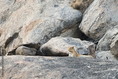 Leopard (Panthera pardus) lying on rock and on the lookout, Bera, Rajasthan, India, Asia photo