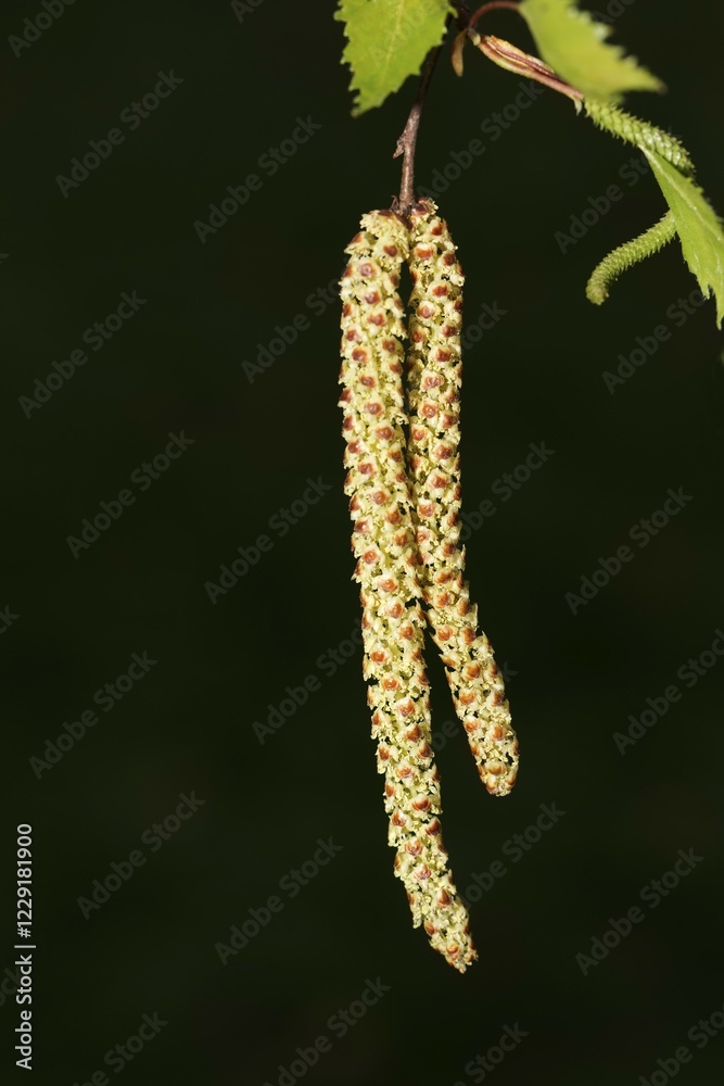 Naklejka premium Silver birch (Betula pendula), male inflorescence, birch catkin, Berlin, Germany, Europe