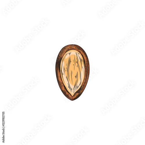 Argan tree nut with open shell vector sketch, hand drawn natural oil stone fruit seed, almond grain, organic seed food