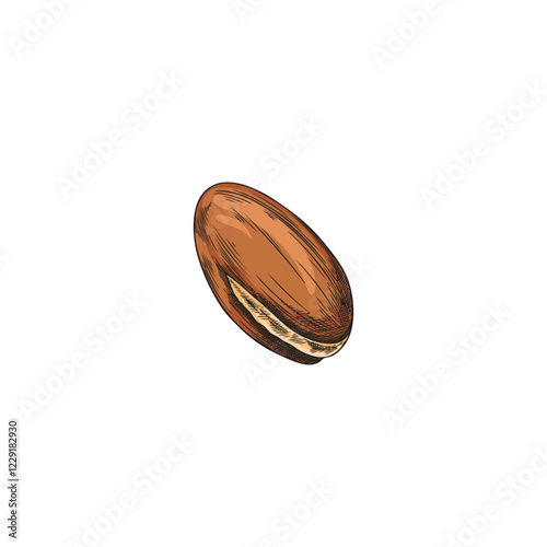 Argan tree nut sketch, vector hand drawn cosmetic and medical plant, natural essential oil stone fruit, almond seed