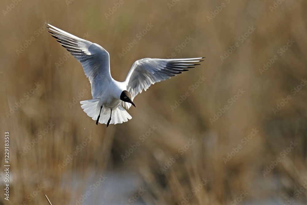 Black-headed gull (Larus ridibundus) flying, Germany, Europe Black-headed gull (Larus ridibundus) flying, Germany, Europe