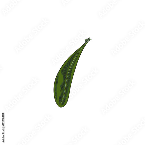 Argan tree green leaf sketch, vector hand drawn floral design element, garden foliage, tea herb, cosmetic medical plant