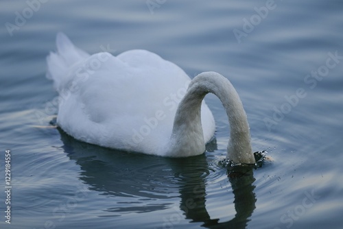 Fototapeta Naklejka Na Ścianę i Meble -  Mute swan (Cygnus olor) dives into the water, Germany, Europe