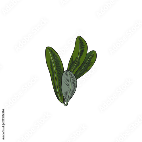 Argan leaf. Vector hand drawn watercolor illustration.